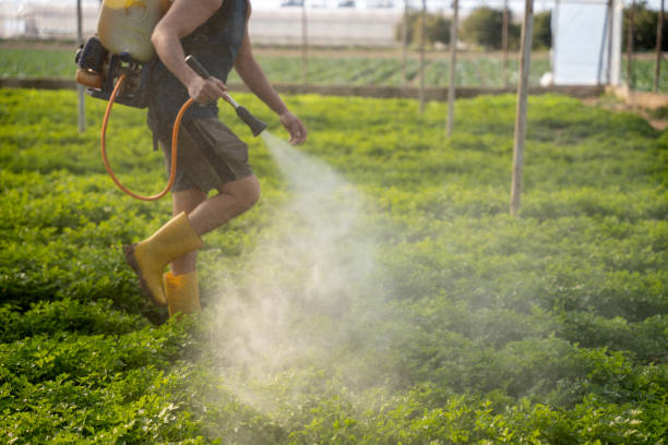 Best Local Pest Control Services  in Robinhood, MS
