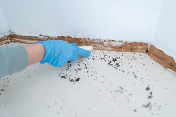 Best Mosquito Control Services  in Robinhood, MS